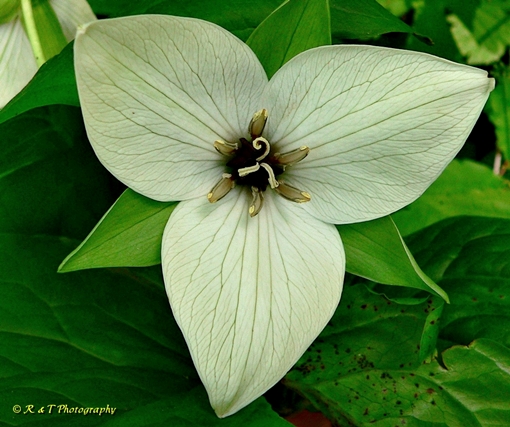 {Trillium simile}